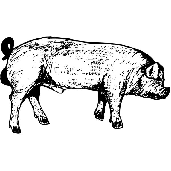 HOG0004 Thumbnail