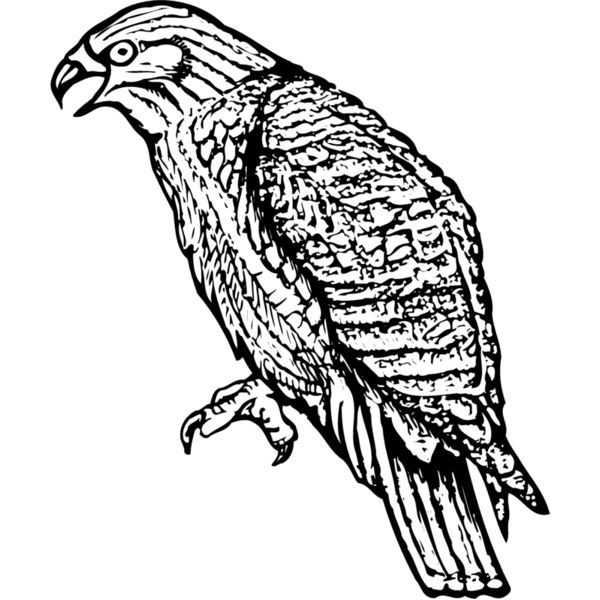 BIRD001 Thumbnail