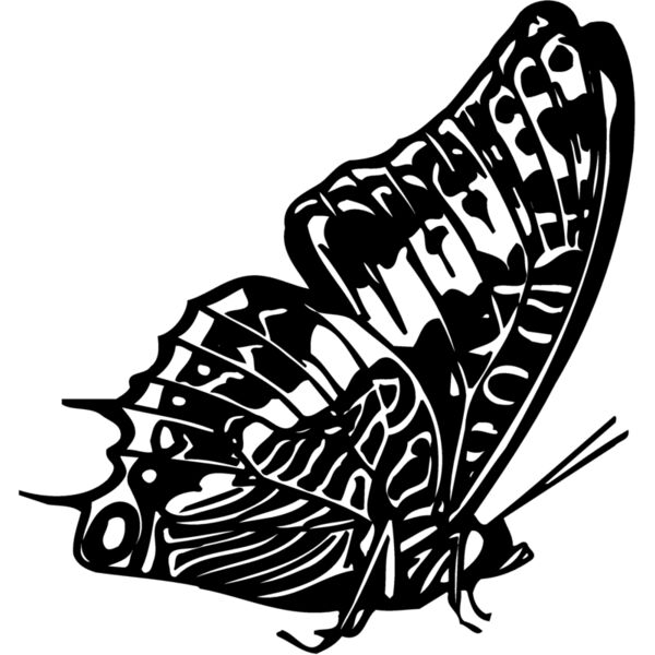 BTRFLY02 Thumbnail